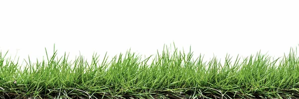 Grass Isolated White Background — Stock Photo, Image