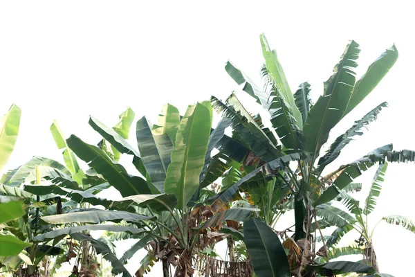 Plantacja Bananów Oddzielona Białego Tła — Zdjęcie stockowe