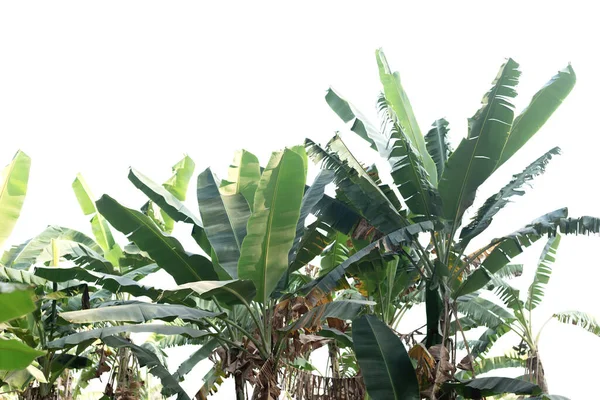 Bananenplantage Gescheiden Van Witte Achtergrond — Stockfoto