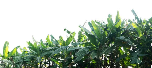 Bananenplantage Gescheiden Van Witte Achtergrond — Stockfoto