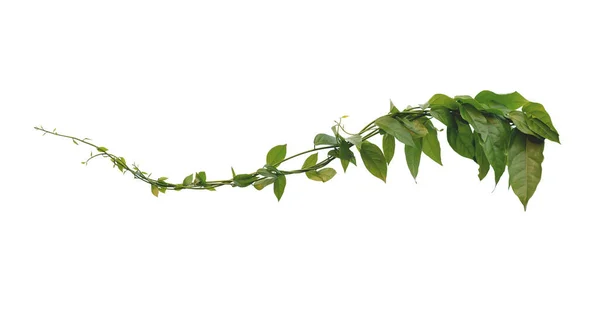 Vine Green Leaves Twisted Separately White Background — Stock Photo, Image
