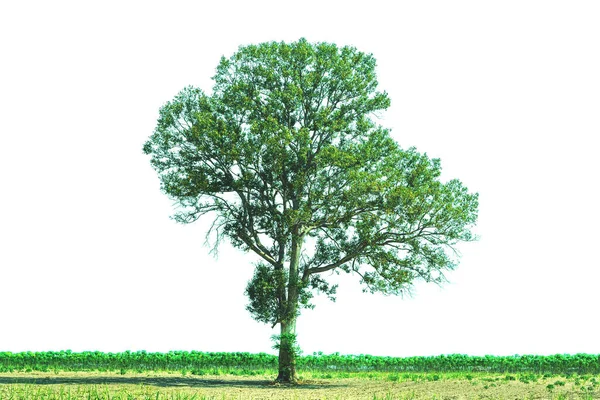 Árbol Fresco Sobre Fondo Blanco Para Arquitectura —  Fotos de Stock