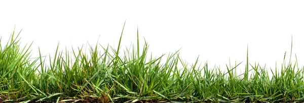 Green Grass Isolated White Background — Stock Photo, Image