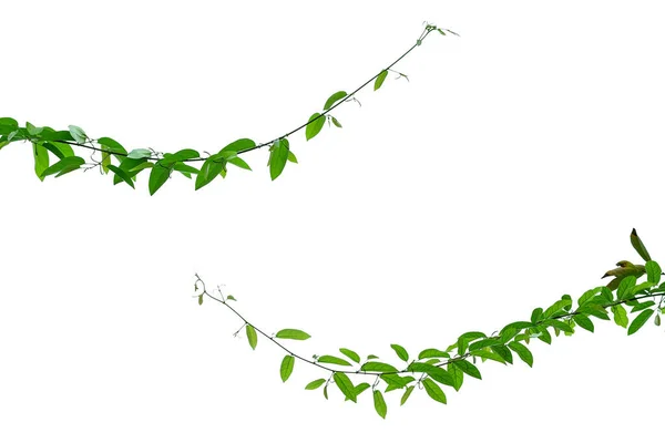 Vine Green Leaves Twisted Separately White Background — Stock Photo, Image