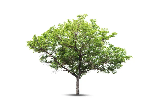 Árvore Parece Bonita Isolada Fundo Branco — Fotografia de Stock