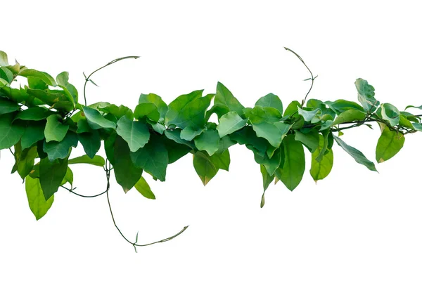 Die Weinrebe Mit Grünen Blättern Einzeln Auf Weißem Hintergrund Verdreht — Stockfoto