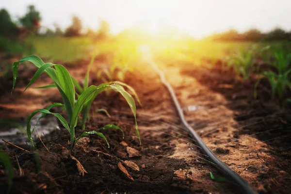 Maïs Geteeld Boerderijen Groeit Een Mild Zonlicht Avond — Stockfoto