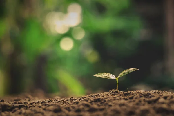 Brote Verde Árbol Pequeño Que Crece Partir Semillas —  Fotos de Stock