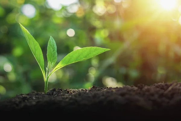 Los Árboles Verdes Crecen Naturalmente Por Mañana — Foto de Stock