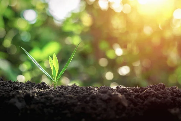 Grüne Bäume Wachsen Morgens Natürlich — Stockfoto