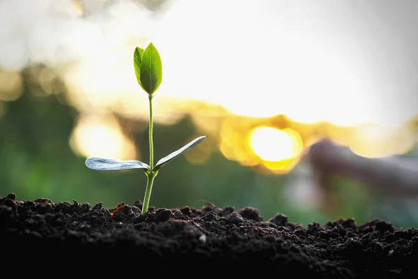 Grüne Bäume Wachsen Morgens Natürlich — Stockfoto