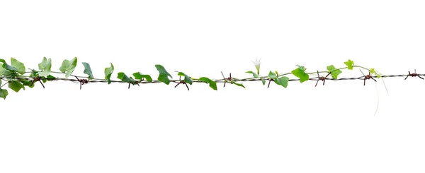 Vine Pole White Background — Stock Photo, Image