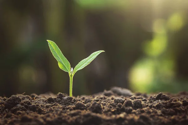 Crecimiento Vegetal Suelo —  Fotos de Stock