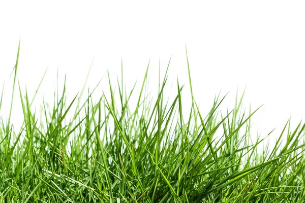 Grass Isolated White Background — Stock Photo, Image