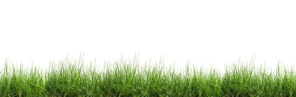 Grass Isolated White Background — Stock Photo, Image