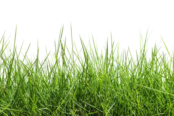 Grass Isolated White Background — Stock Photo, Image