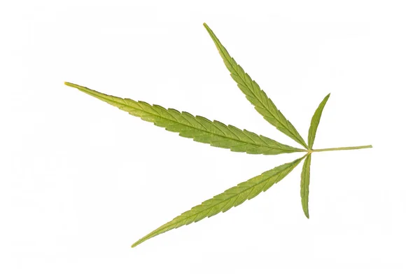 Marijuana Leaves White Background — Stock Photo, Image