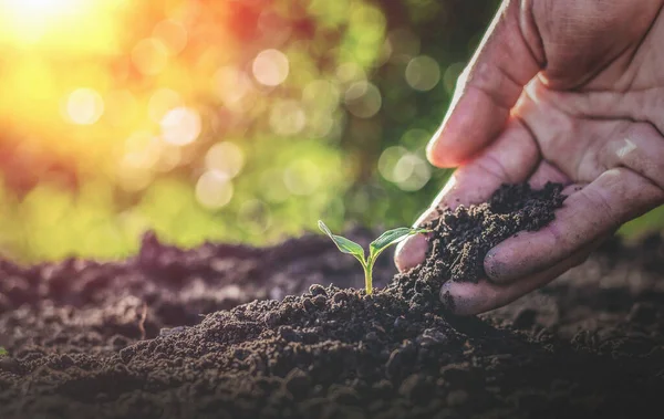 Eldeki küçük yeşil ağaçları önemserler