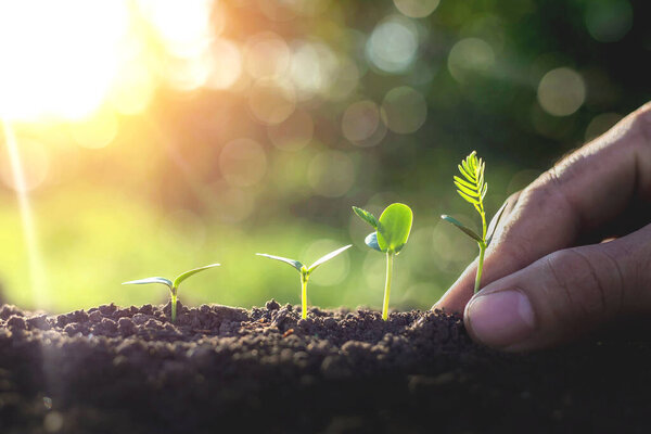 Уход за маленькими зелеными деревьями в руке