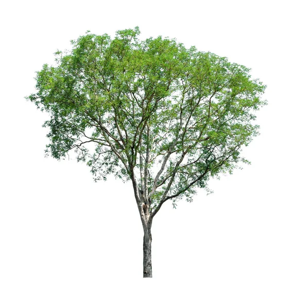Stromy Izolované Bílém Pozadí Tropické Stromy Izolované Používané Pro Architekturu — Stock fotografie