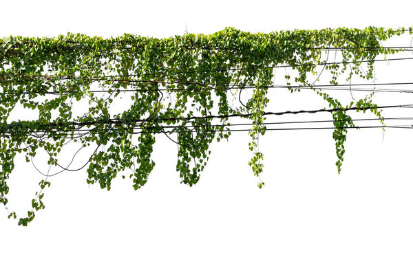 Виноград на столбе на белом фоне