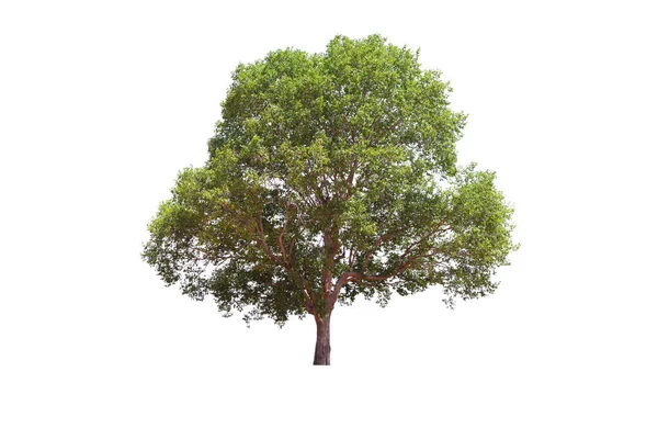 Strom Izolované Bílém Pozadí — Stock fotografie