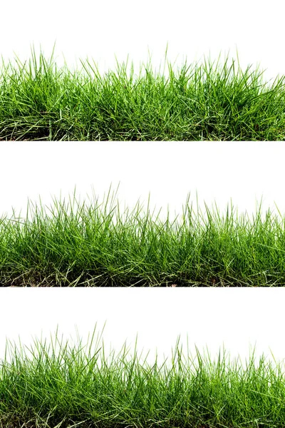 Grass Isolated White Background — Stock Photo, Image