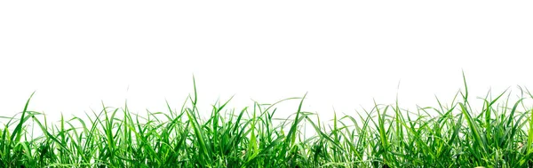 Green Grass Isolated White Background — Stock Photo, Image
