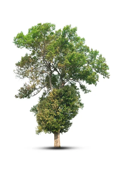 Árvore Parece Bonita Isolada Fundo Branco — Fotografia de Stock