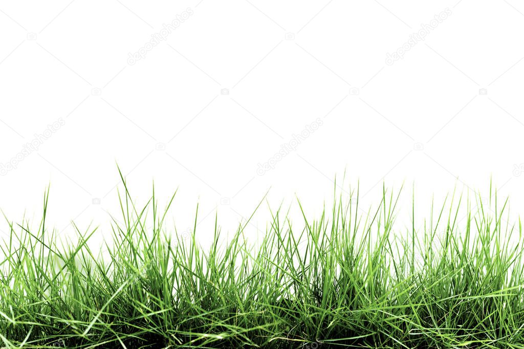 Grass isolated on white background