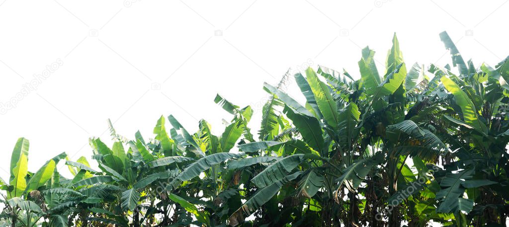 Banana plantation separated from the white background