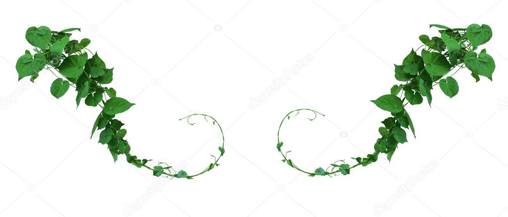 Vine with green leaves, heart shaped, twisted separately on a white background