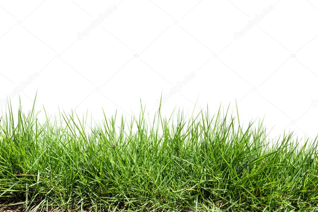 Grass isolated on white background