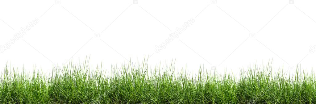 Grass isolated on white background