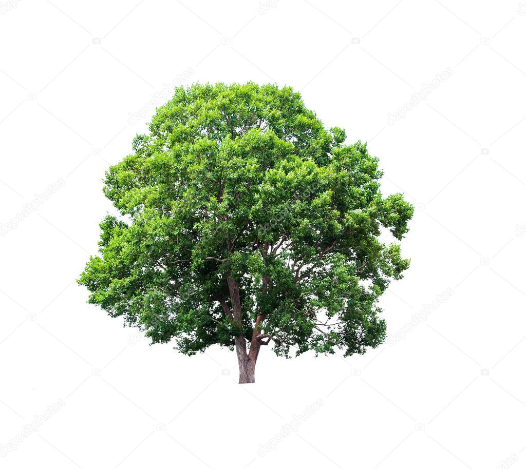 Albero Isolato Sfondo Bianco — Foto stock di © Krailas #361884624, image size:1024x914