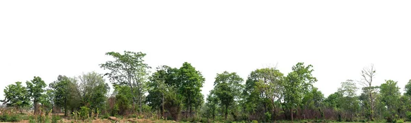 Floresta Está Localizada Separadamente Fundo Branco — Fotografia de Stock