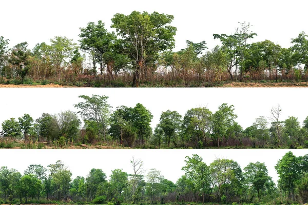Bosque Encuentra Separado Sobre Fondo Blanco — Foto de Stock