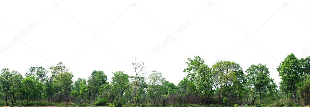 The forest is located separately on a white background.
