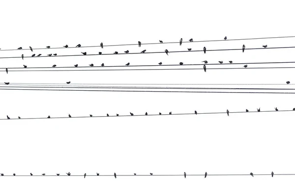 Vögel Auf Einem Draht Auf Weißem Hintergrund — Stockfoto
