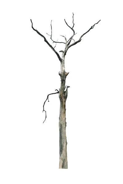 Сухое Дерево Изолировано Белом Фоне Тропические Деревья Изолированы Используемые Архитектуры — стоковое фото