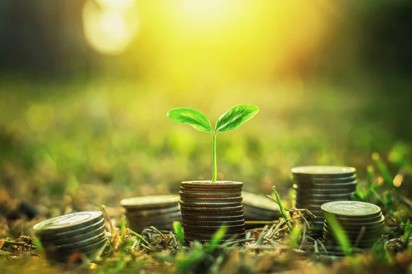 Coins Stack Step Growing Plant Sunshine Background Concept Saving Money — Stock Photo, Image