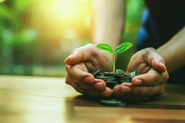 Pflanzen Auf Einem Haufen Münzen Auf Der Hand Anlagekonzepte Unternehmen — Stockfoto