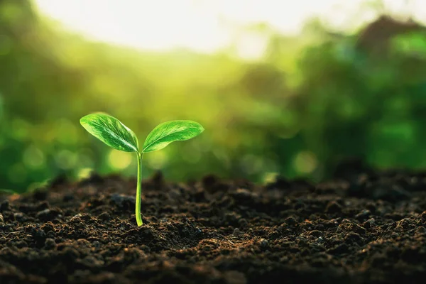 Crecimiento Las Plantas Suelo Que Tiene Luz Solar Suave Mañana —  Fotos de Stock