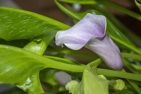 Foto de una flor 56 —  Fotos de Stock