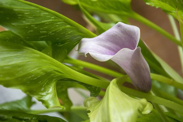 Photo of a flower 57 — Stock Photo, Image