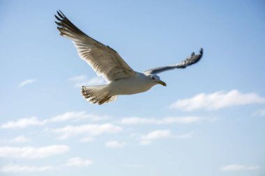 Fotoğraf bir kuş 86