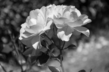 Siyah ve beyaz 2 çiçek