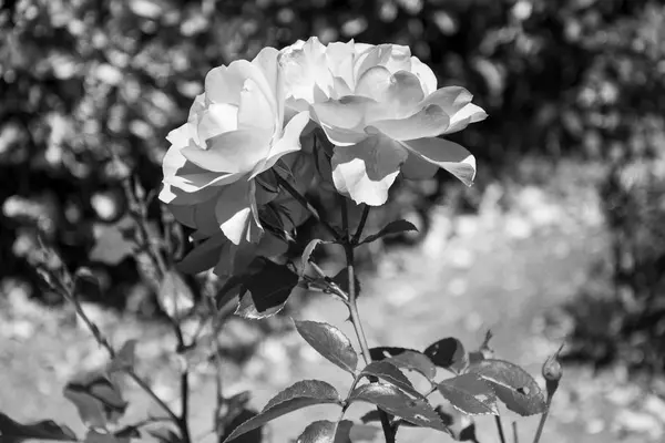 Blume in schwarz und weiß 3 — Stockfoto