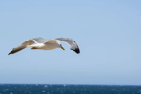 Bird and sky 2 — Stock Photo, Image