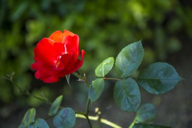 Bir çiçek 70 fotoğraf